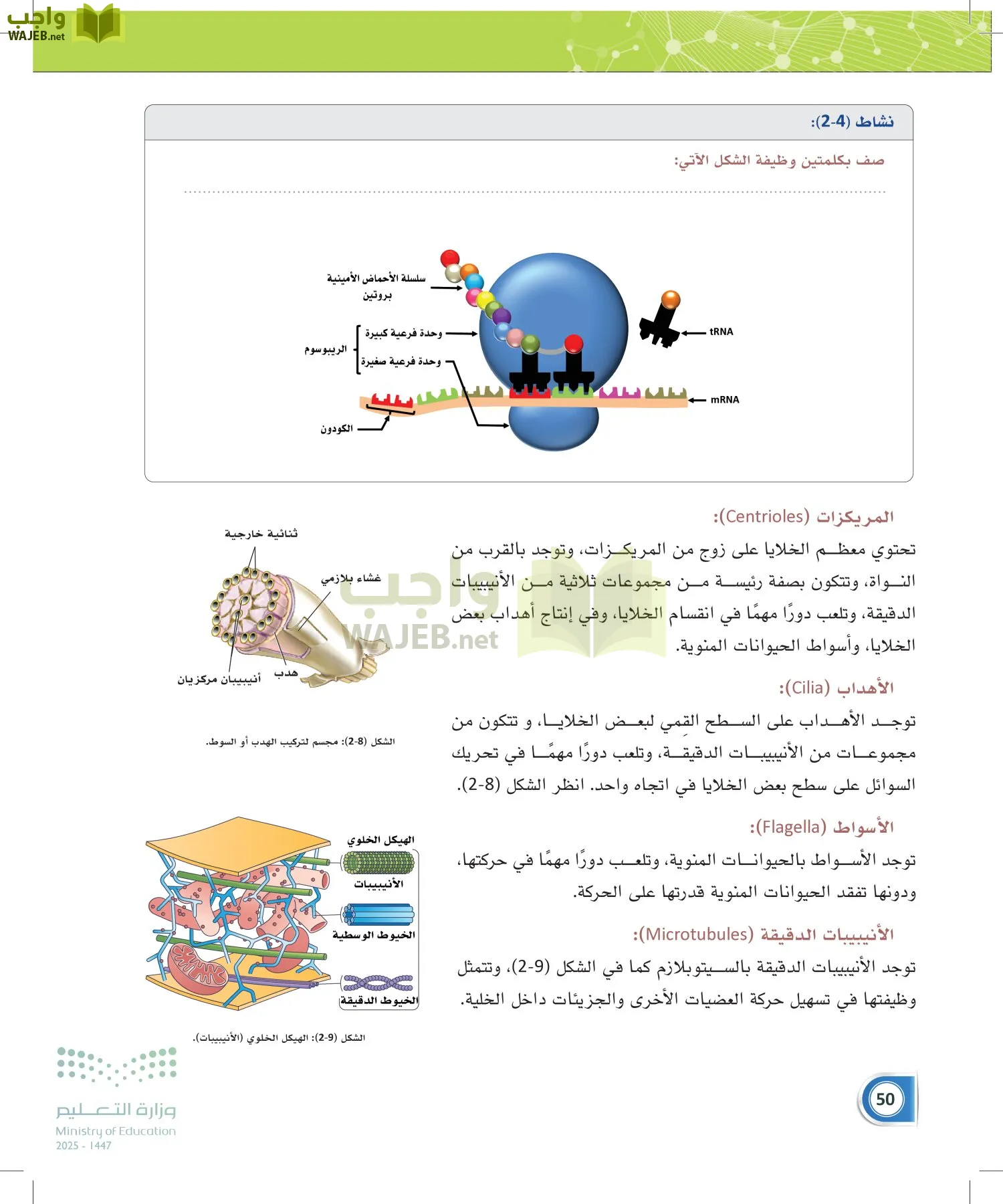 أنظمة جسم الإنسان page-49