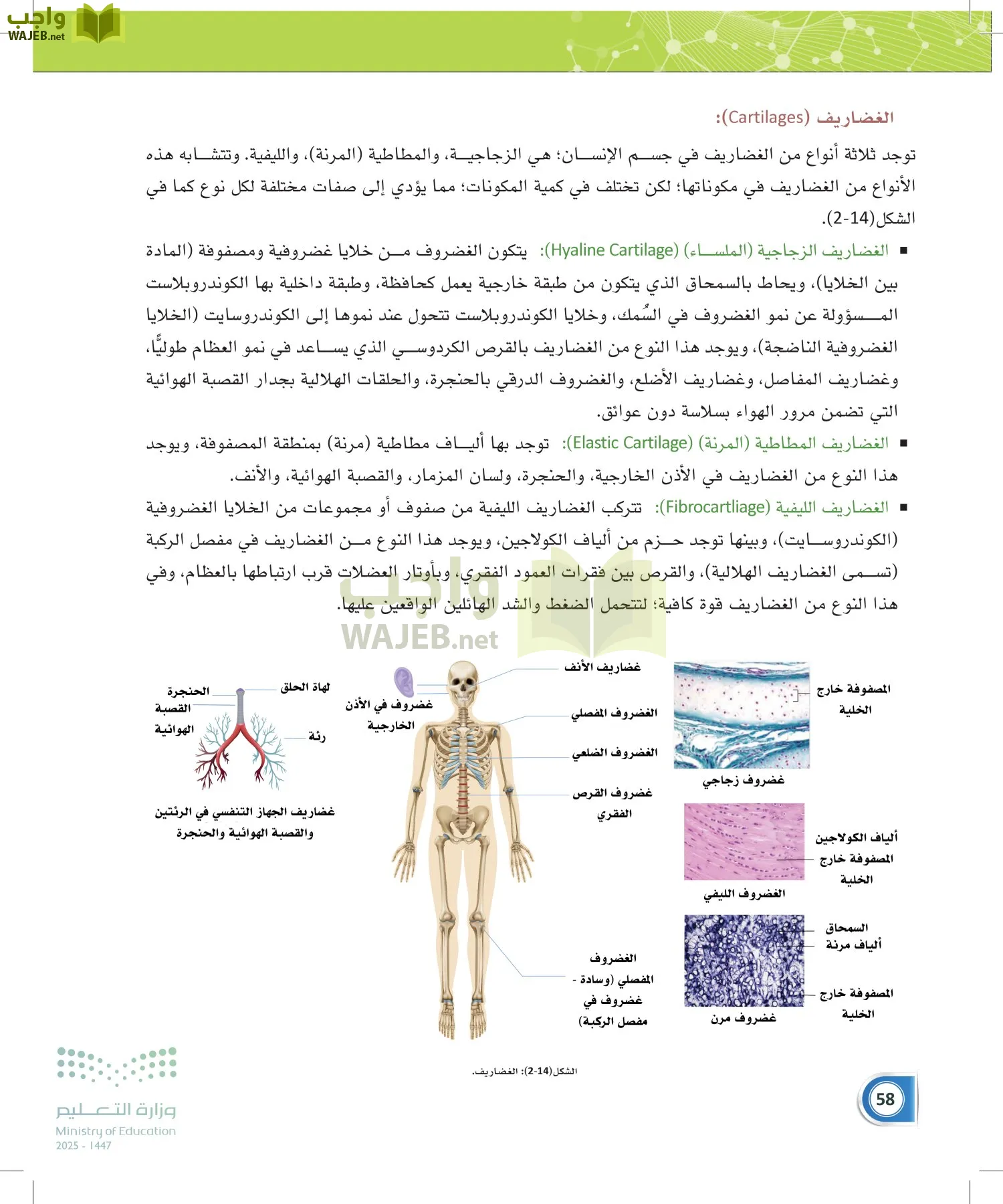 أنظمة جسم الإنسان page-57