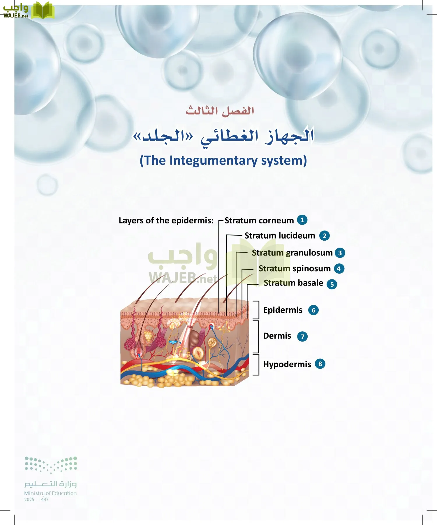 أنظمة جسم الإنسان page-85