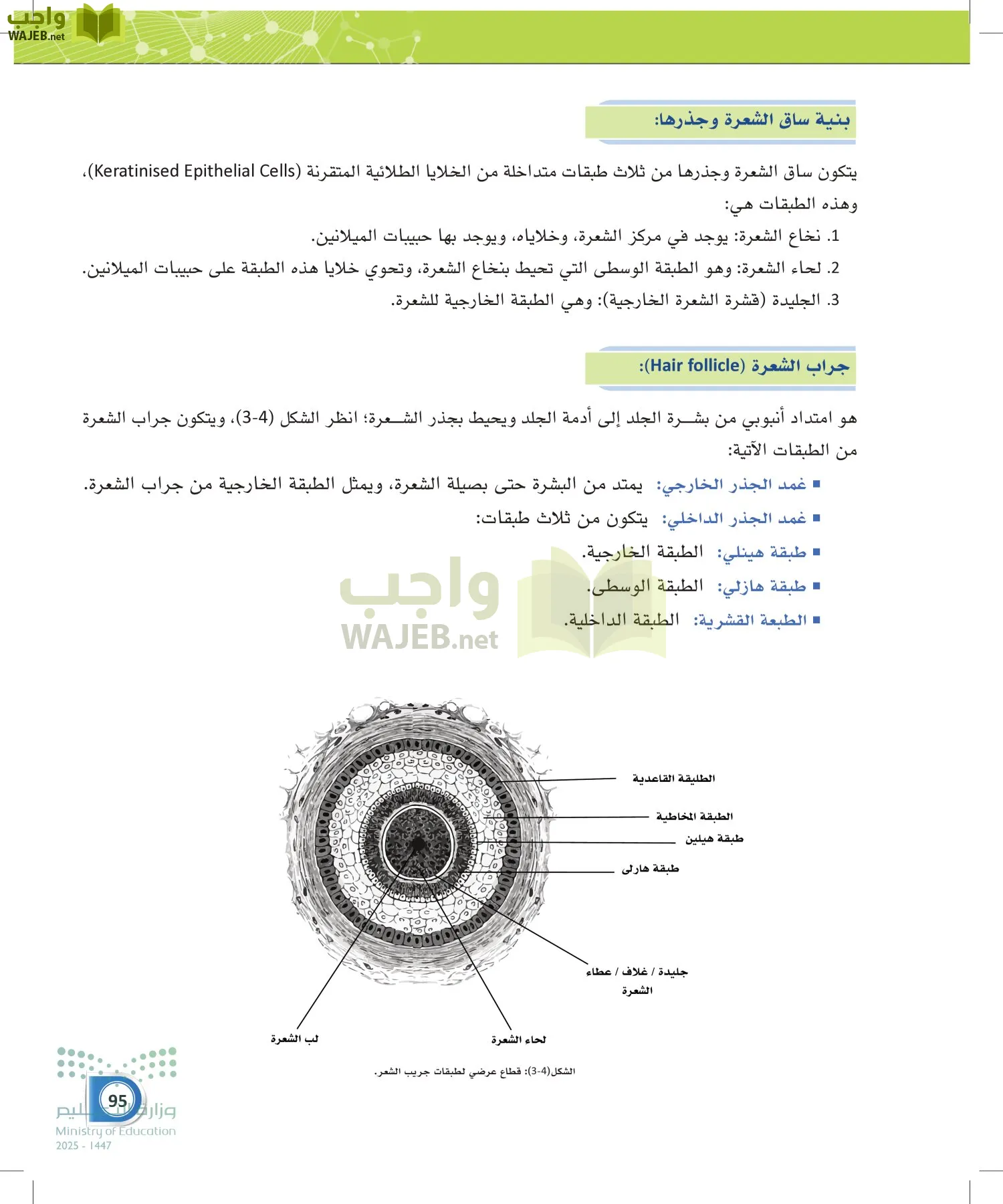 أنظمة جسم الإنسان page-94