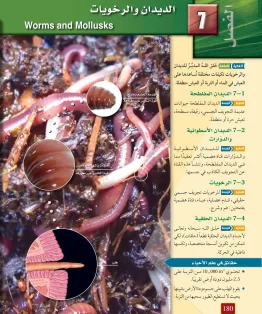 الفصل السابع/الديدان والرخويات الفصل السابع/الديدان والرخويات