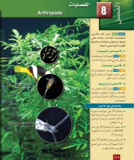 الفصل الثامن/المفصليات الفصل الثامن/المفصليات