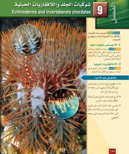 الفصل التاسع/شوكيات الجلد واللافقاريات الحبلية الفصل التاسع/شوكيات الجلد واللافقاريات الحبلية
