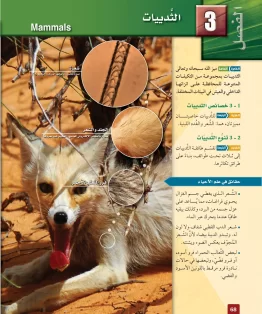 الفصل الثالث/الثدييات الفصل الثالث/الثدييات