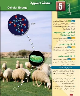 الفصل الخامس/الطاقة الخلوية الفصل الخامس/الطاقة الخلوية