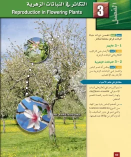 الفصل الثالث/التكاثر في النباتات الزهرية الفصل الثالث/التكاثر في النباتات الزهرية