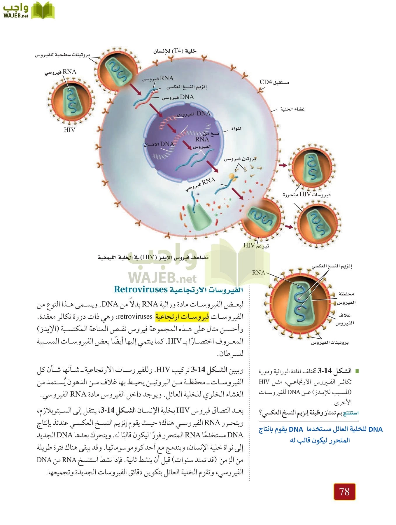 أحياء 1 مقررات page-77