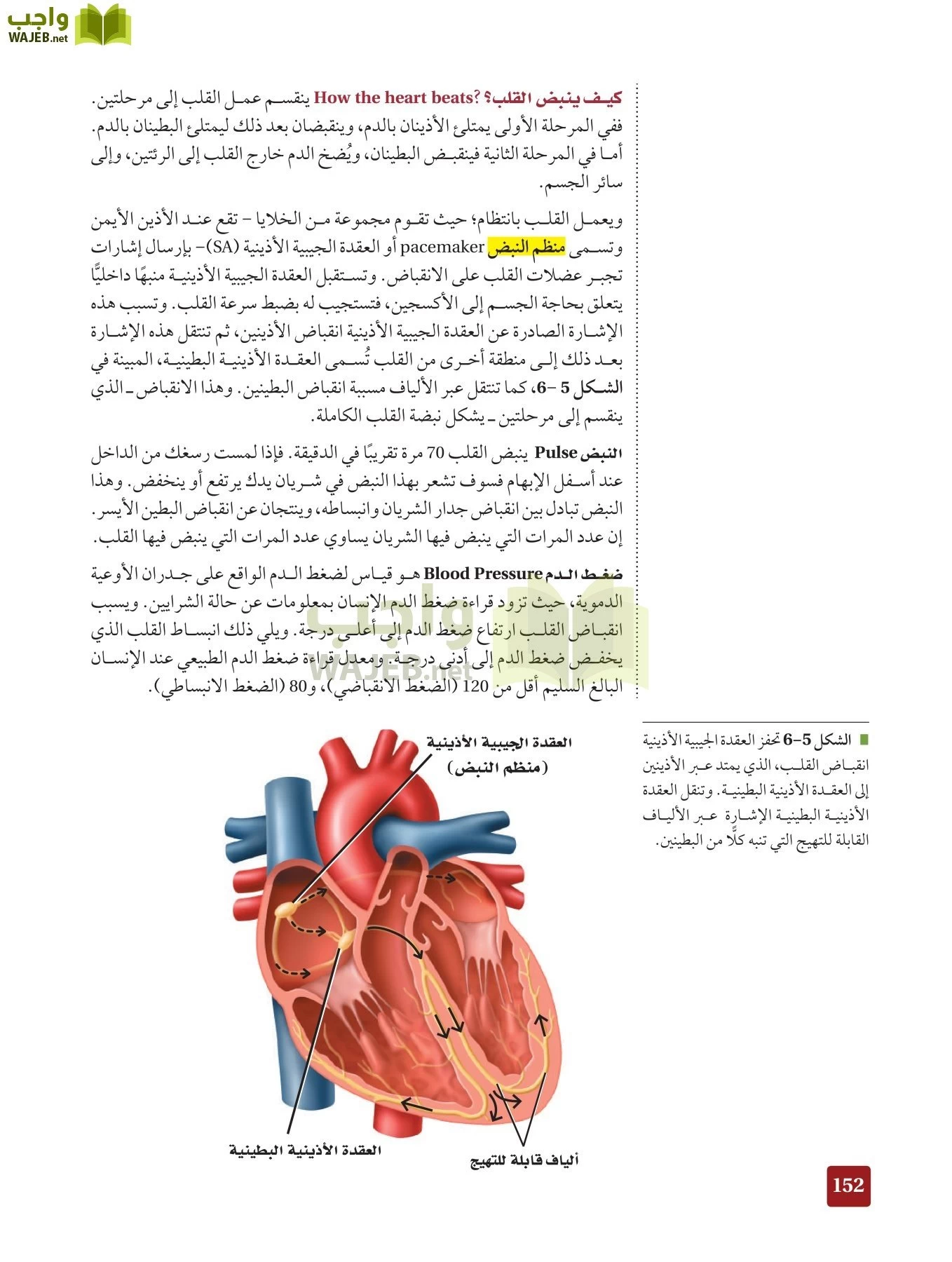 أحياء 2 مقررات page-151