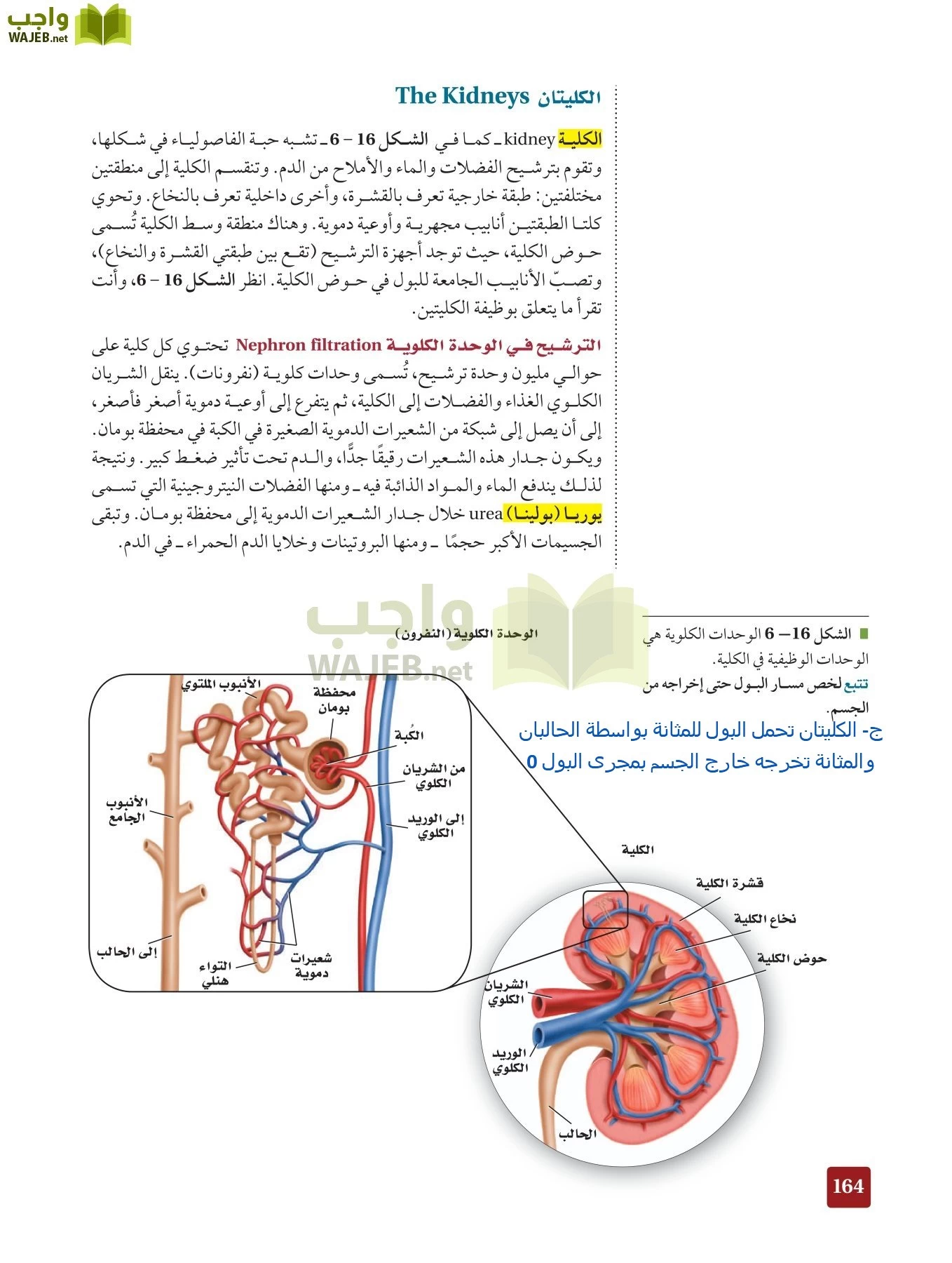 أحياء 2 مقررات page-163