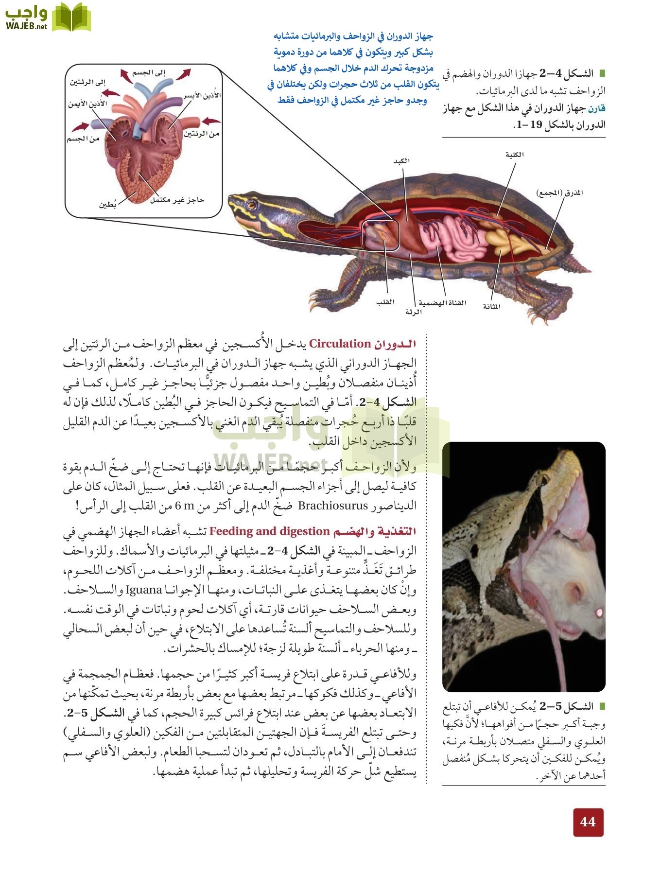 أحياء 2 مقررات page-43