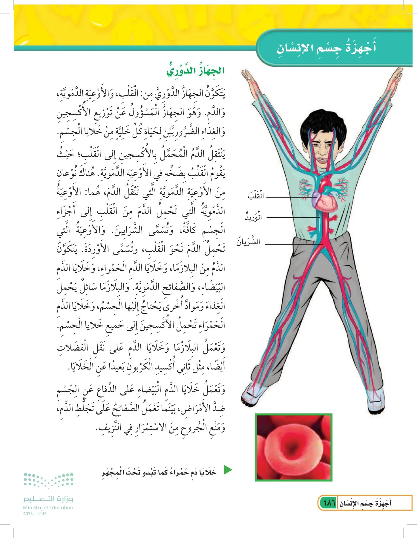 العلوم page-185